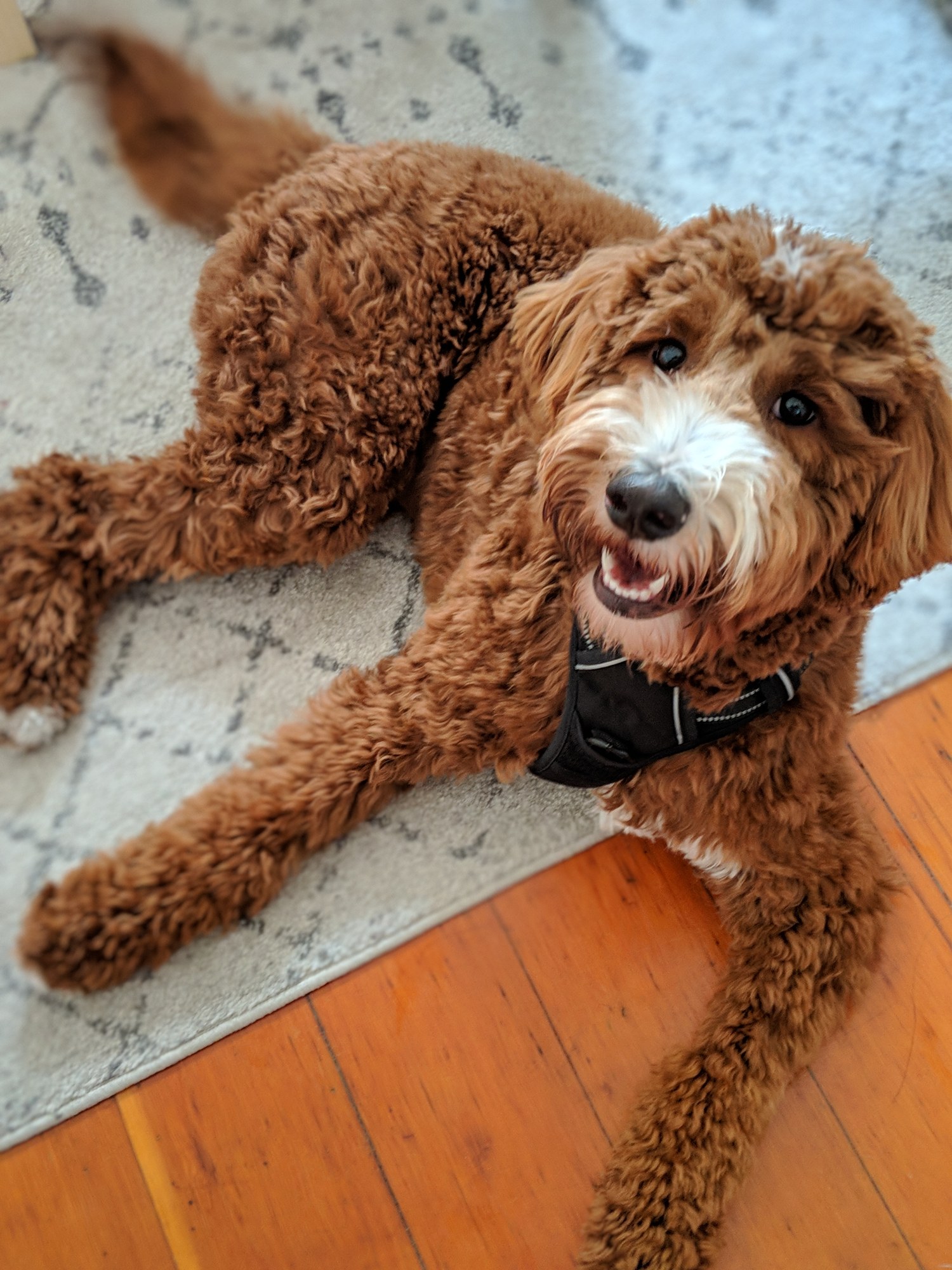 A young Peanut smiling up from a rug.