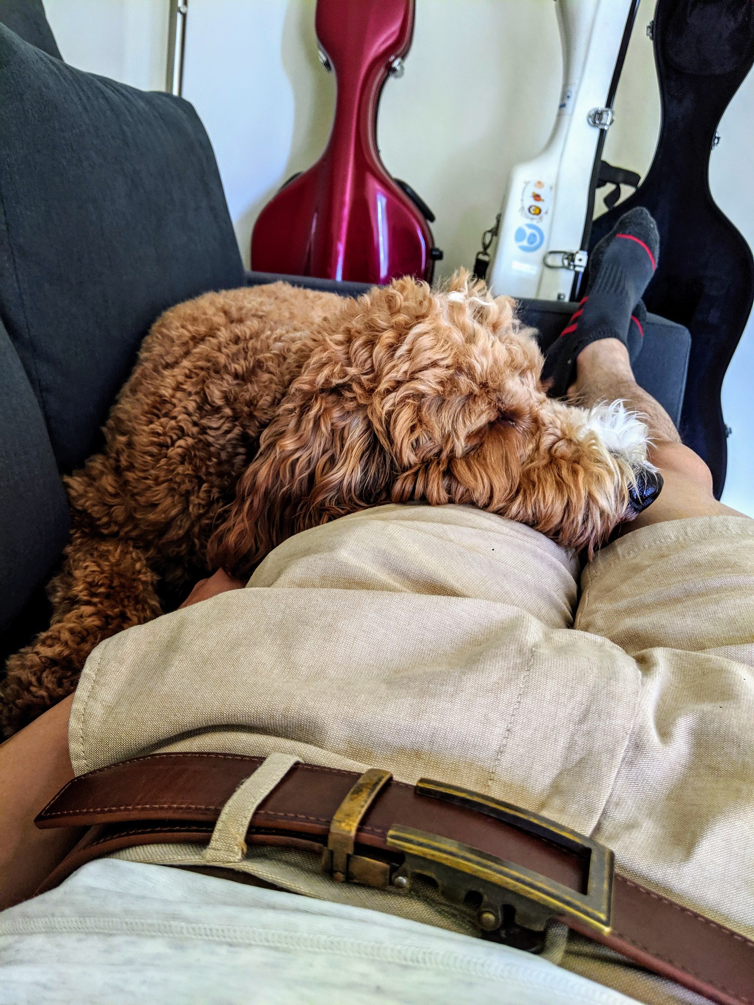Peanut sleeping across a lap on the couch.