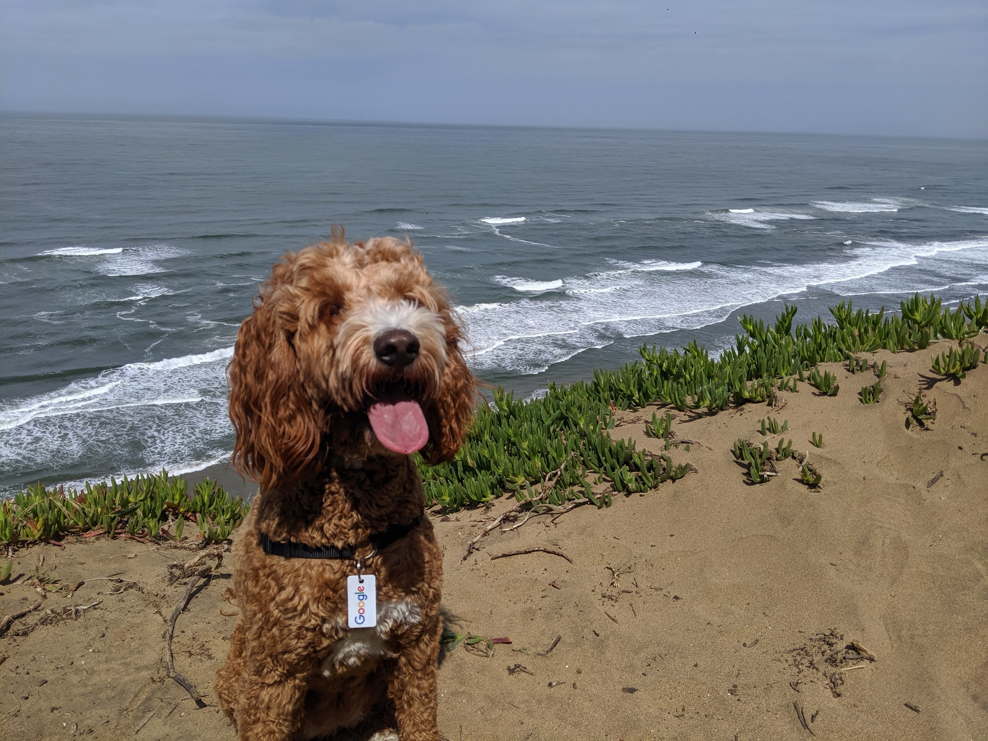 Peanut sitting above the Pacific Ocean on a coastal walk.